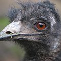 Emu (Dromaiidae) #przyroda #zwierzęta #park #natura #safari