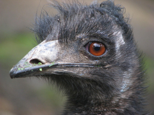 Emu (Dromaiidae) #przyroda #zwierzęta #park #natura #safari