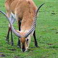 Antylopa - Kob liczi (Kobus leche) #przyroda #zwierzęta #park #natura #safari