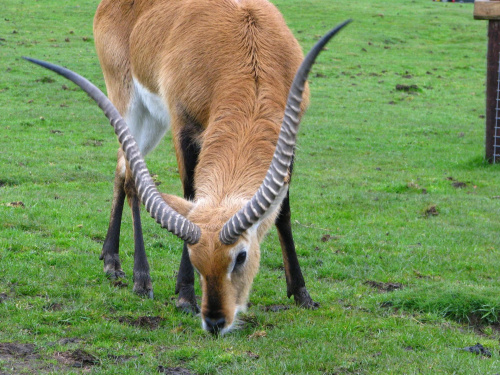 Antylopa - Kob liczi (Kobus leche) #przyroda #zwierzęta #park #natura #safari