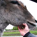 Eland (Taurotragus oryx) #przyroda #zwierzęta #park #natura #safari