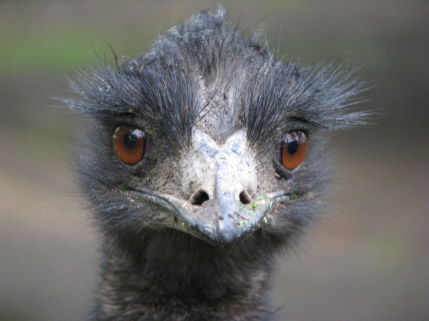 Emu (Dromaiidae) rodzina ptaków z rzędu kazuarowych #przyroda #zwierzęta #park #natura #safari