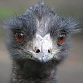 Emu (Dromaiidae) rodzina ptaków z rzędu kazuarowych #przyroda #zwierzęta #park #natura #safari