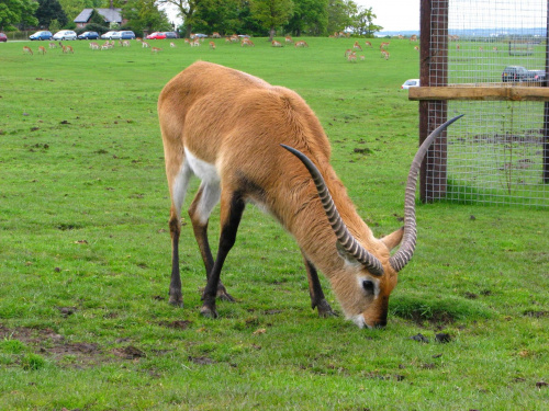 Antylopa - Kob liczi (Kobus leche) #przyroda #zwierzęta #park #natura #safari