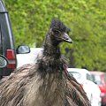 Emu (Dromaiidae) rodzina ptaków z rzędu kazuarowych #przyroda #zwierzęta #park #natura #safari