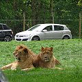Lwy #przyroda #zwierzęta #park #natura #safari