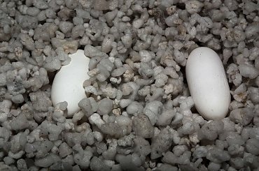 #CrestedGecko #GekonOrzęsiony #RhacodactylusCiliatus