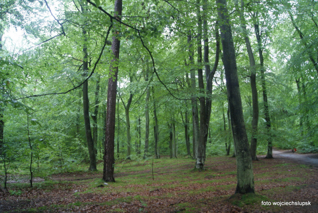 wycieczka do Poddąbia