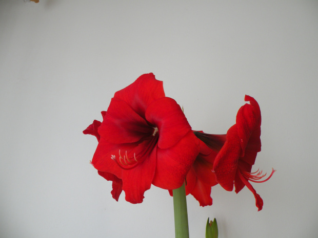 Hippeastrum - biedronkowy