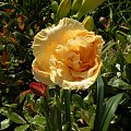 Hemerocallis 'Siloam Peony Display'