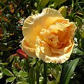 Hemerocallis 'Siloam Peony Display'