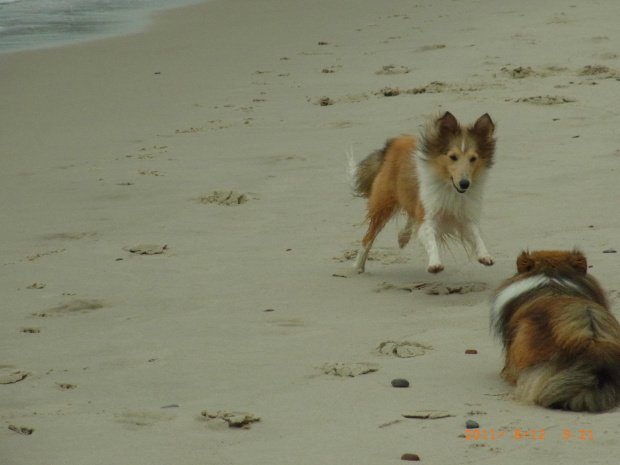 Diabelskie Rozdroże,sheltie.BAŚNIOWA SILJE