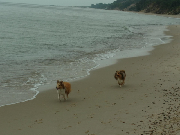 Diabelskie Rozdroże,sheltie.BAŚNIOWA SILJE