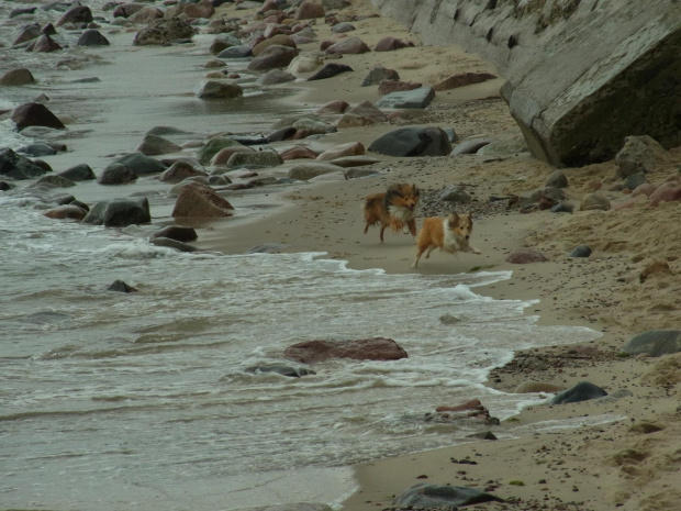 Diabelskie Rozdroże,sheltie.BAŚNIOWA SILJE