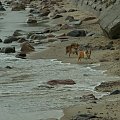 Diabelskie Rozdroże,sheltie.BAŚNIOWA SILJE