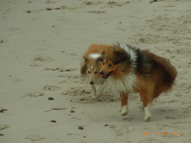 Diabelskie Rozdroże,sheltie.BAŚNIOWA SILJE