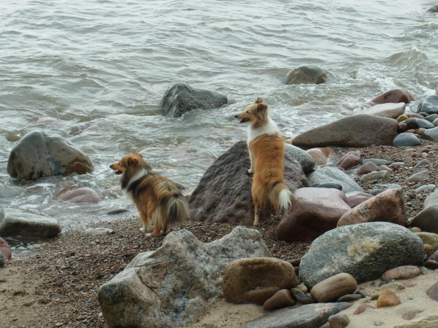 Diabelskie Rozdroże,sheltie.BAŚNIOWA SILJE