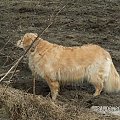 A moje cudo wciąż czyściuykie