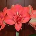 odmiana 'Lady Hercules' - 20 marca 2010 (własny hybryd 'Lady Jane' x 'Hercules') #amarylis #LadyHercules #Hippeastrum #hydroponika