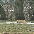 lady Lady rusza w teren sprawdzić co piszczy w oziminie