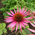 Echinacea 'Pica Bella'