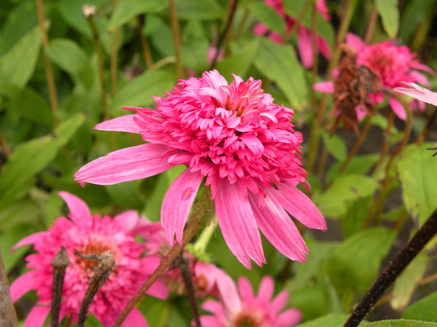 'Pink Double Delight'