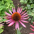 Echinacea 'Pica Bella'