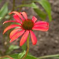 Echinacea 'Tomato Soup'