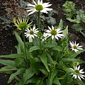 Echinacea 'Kim's Mop Head'