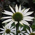 Echinacea 'Kim's Mop Head'