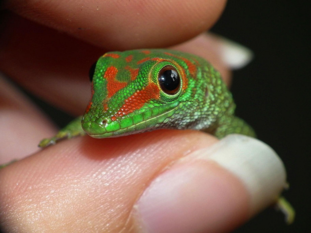 #FelsumaMadagaskarska #MadagascarDayGecko