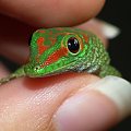 #FelsumaMadagaskarska #MadagascarDayGecko