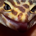 #EublepharisMacularius #GekonLamparci #LeopardGecko