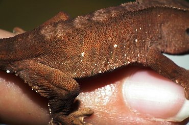 #CrestedGecko #GekonOrzęsiony #macro #makro #RhacodactylusCiliatus