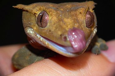 #CrestedGecko #GekonOrzęsiony #macro #makro #RhacodactylusCiliatus