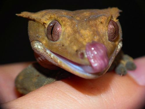 #CrestedGecko #GekonOrzęsiony #macro #makro #RhacodactylusCiliatus