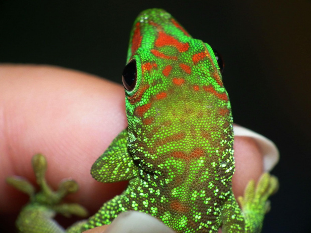 #FelsumaMadagaskarska #MadagascarDayGecko