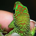 #FelsumaMadagaskarska #MadagascarDayGecko