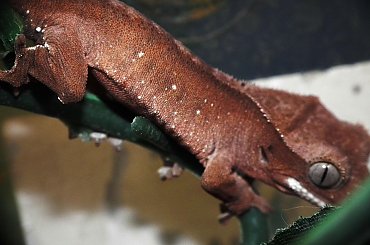 #CrestedGecko #GekonOrzęsiony #macro #makro #RhacodactylusCiliatus