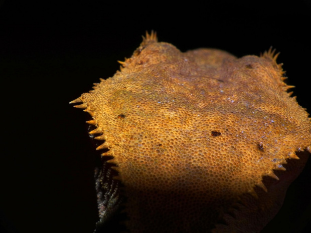 #CrestedGecko #GekonOrzęsiony #macro #makro #RhacodactylusCiliatus