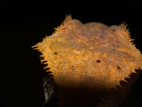 #CrestedGecko #GekonOrzęsiony #macro #makro #RhacodactylusCiliatus