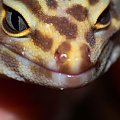 #EublepharisMacularius #GekonLamparci #LeopardGecko