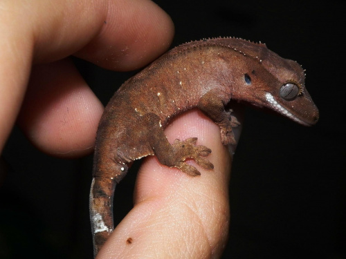 #CrestedGecko #GekonOrzęsiony #macro #makro #RhacodactylusCiliatus