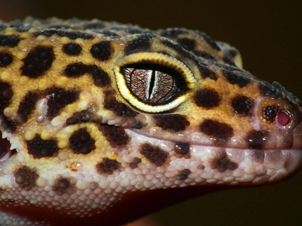 #EublepharisMacularius #GekonLamparci #LeopardGecko