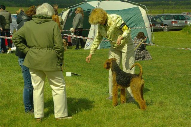 Alytus Dog Show 2011 #AiredaleTerrierRuvido