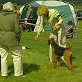 Alytus Dog Show 2011 #AiredaleTerrierRuvido