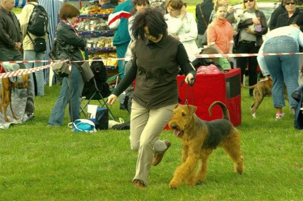 Alytus Dog Show 2011 #AiredaleTerrierRuvido