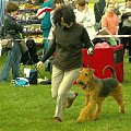 Alytus Dog Show 2011 #AiredaleTerrierRuvido