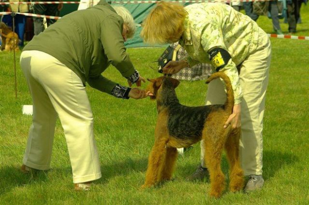 Alytus Dog Show 2011 #AiredaleTerrierRuvido