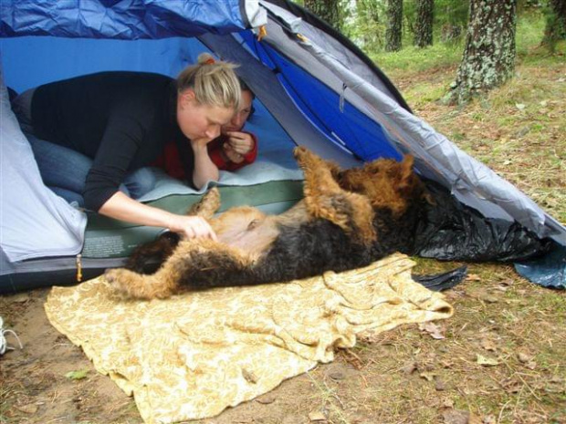 airedale Ruvido #AiredaleTerrierRuvido